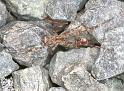 Episinus_maculipes_F2208_Z_79_Les Gris_Frankrijk
